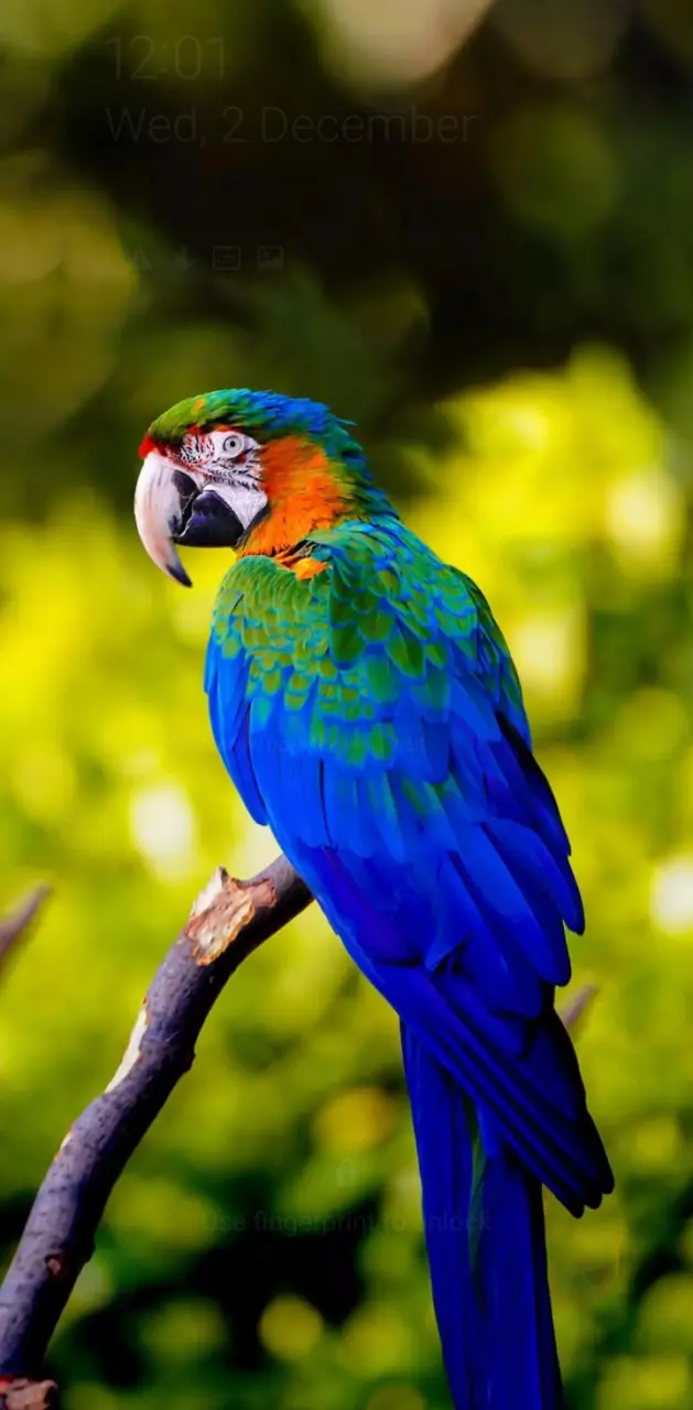 Blue parrot 
