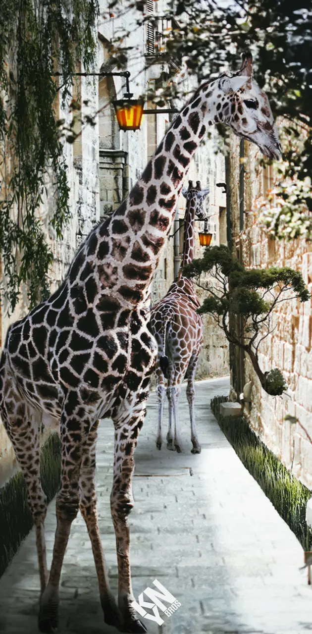 Giraffe Street