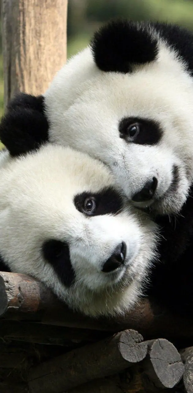 Panda Lovers