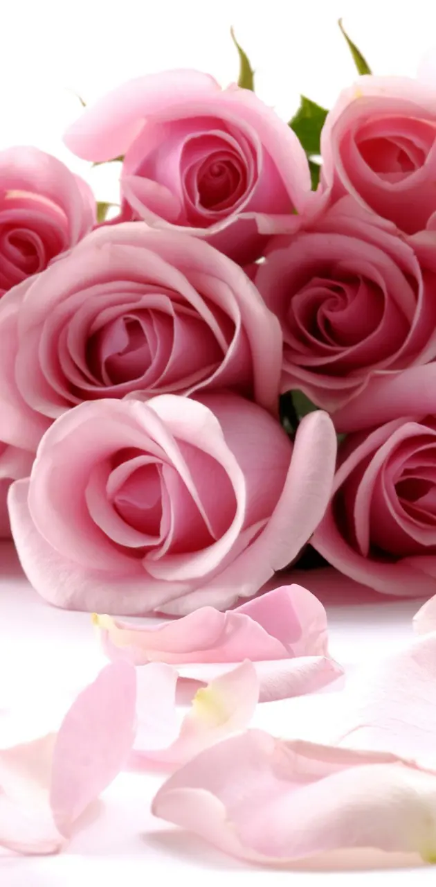 for you pink rose