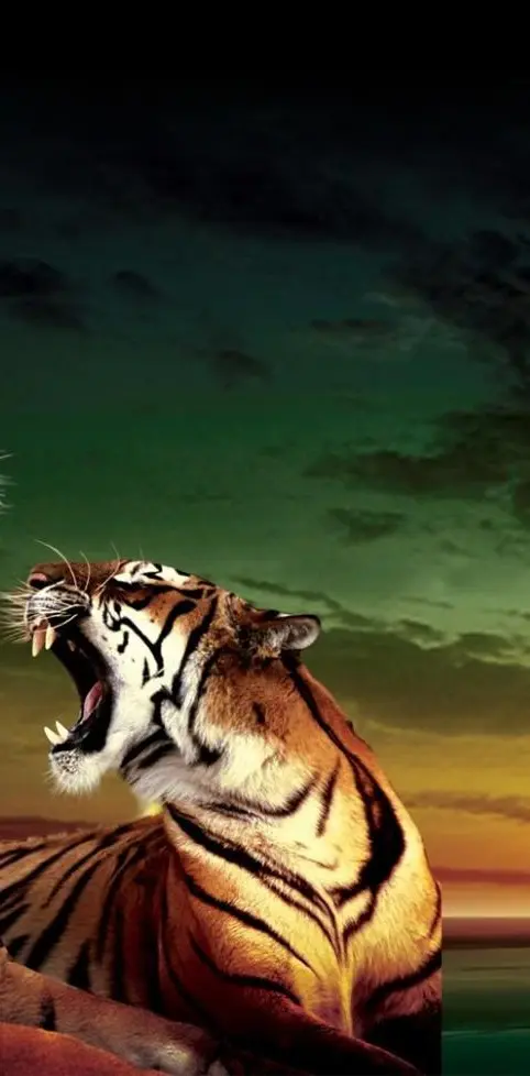 tigers sunset