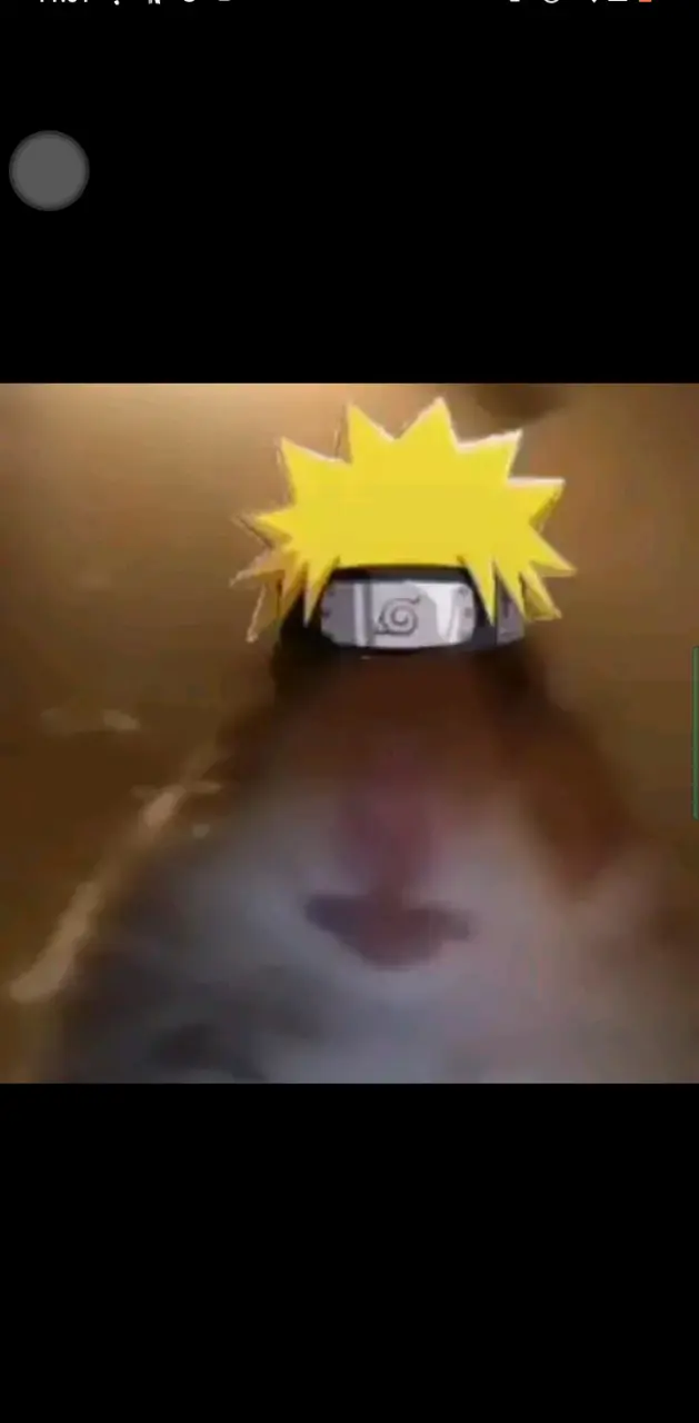 Naruto hamster
