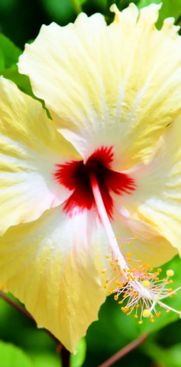tropical flower
