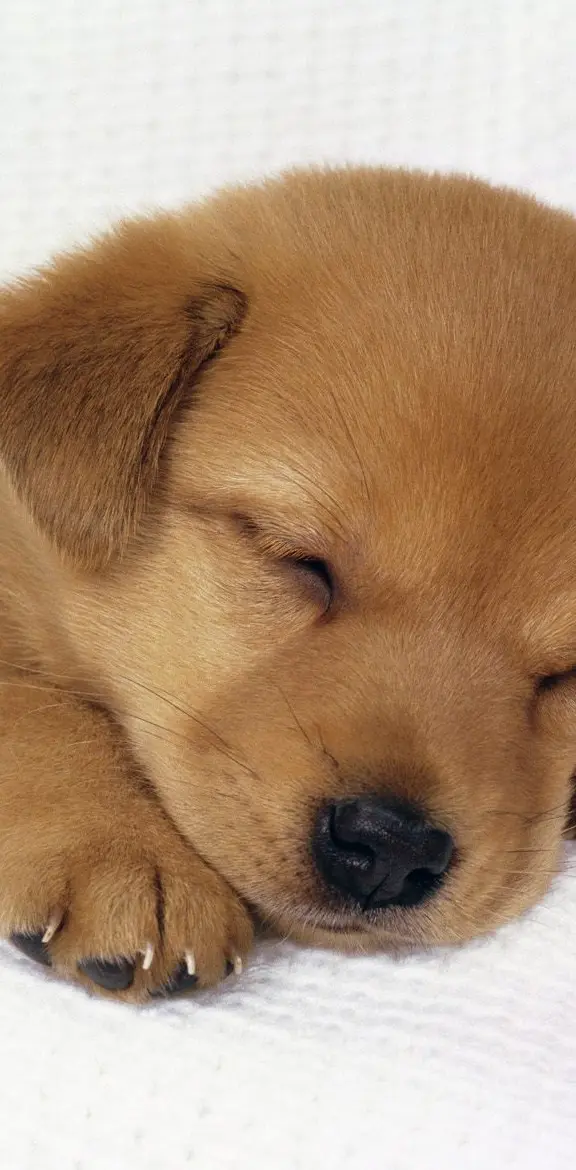 Sleepy Puppy