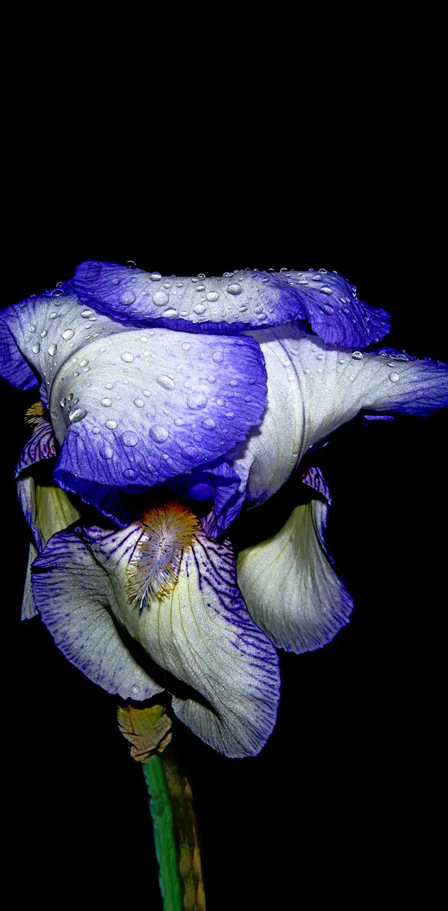 Iris Raindrops
