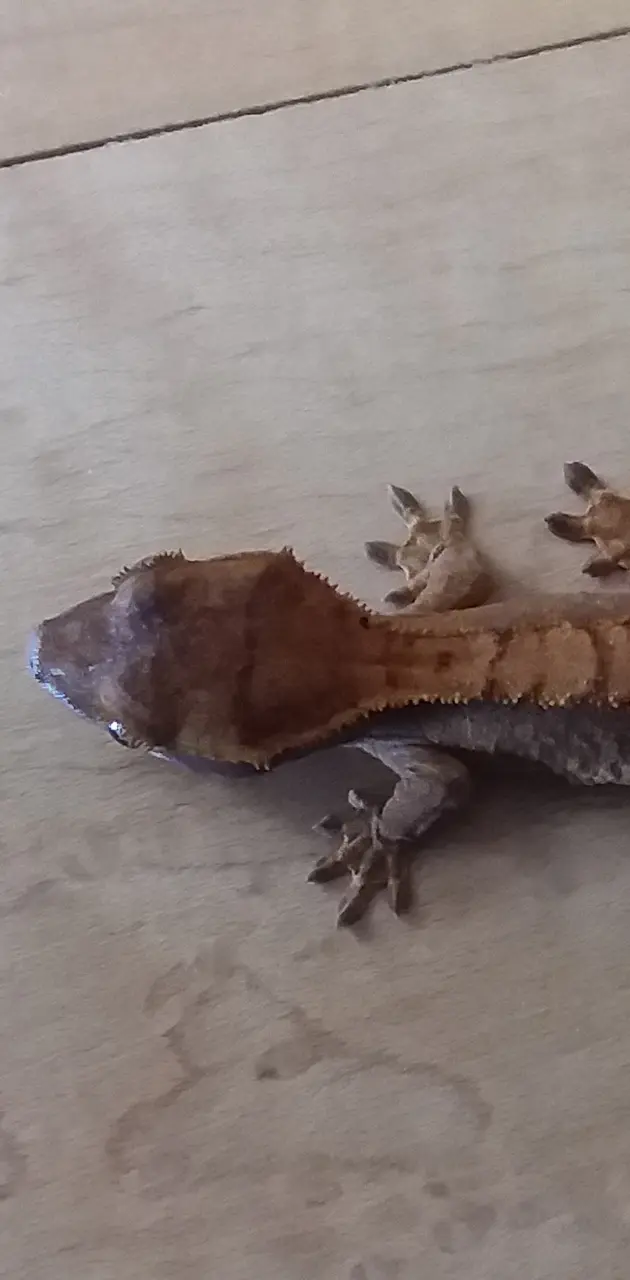 Crested Gecko Cheeky