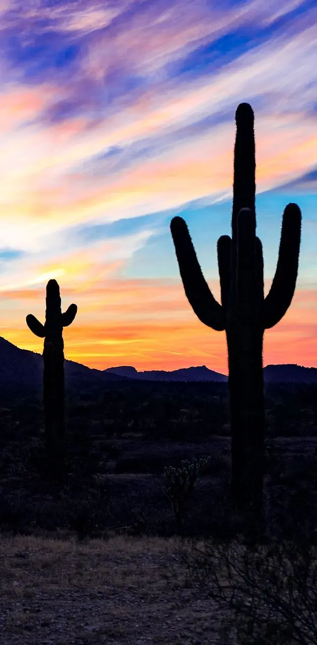Cactuses at sunset