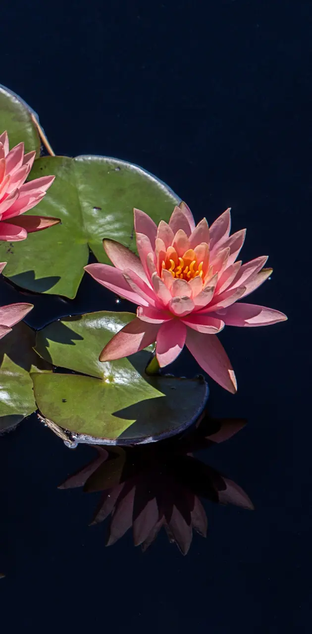 Lotus Flower SVG | Lot