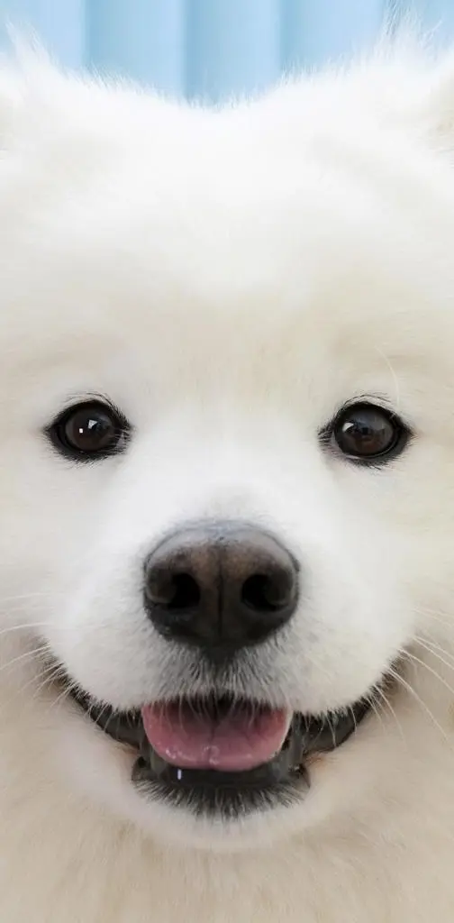 Puppy Smiley Face