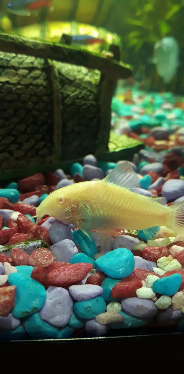 Albino cory fish