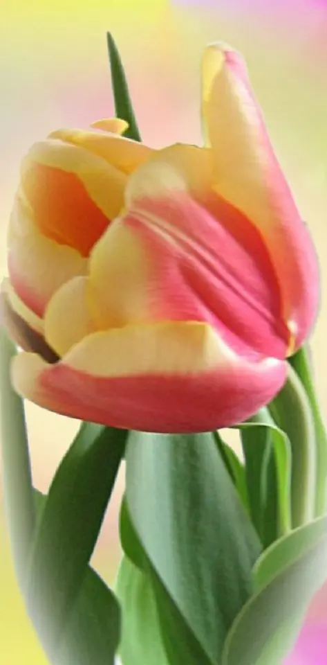 Love Tulip
