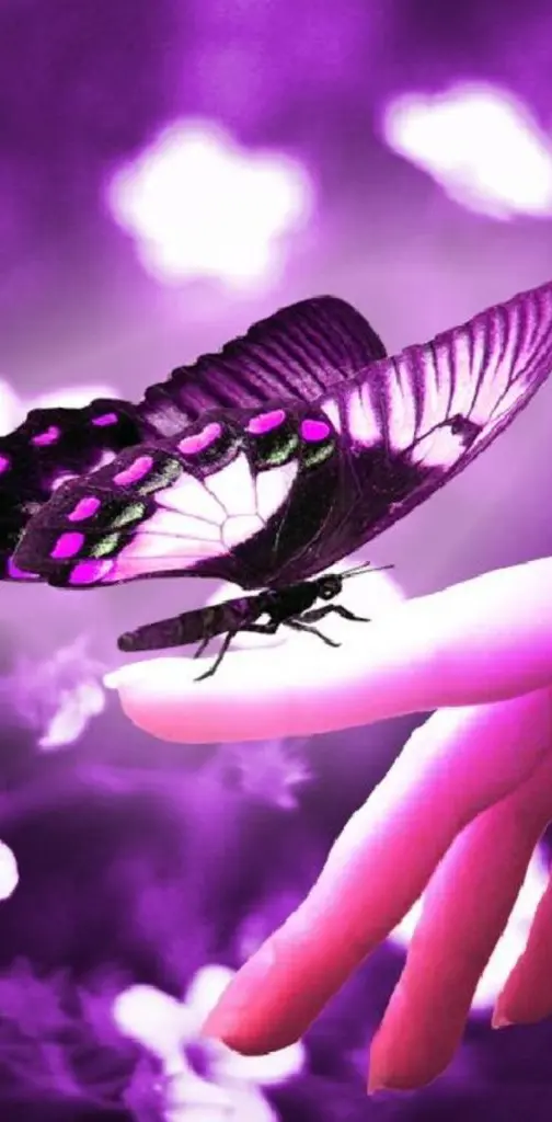 butterfly violet