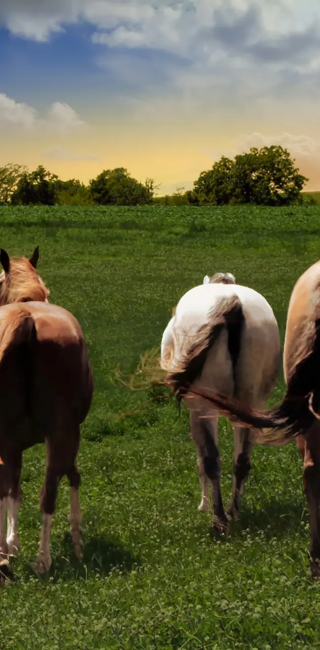 Three horses rears