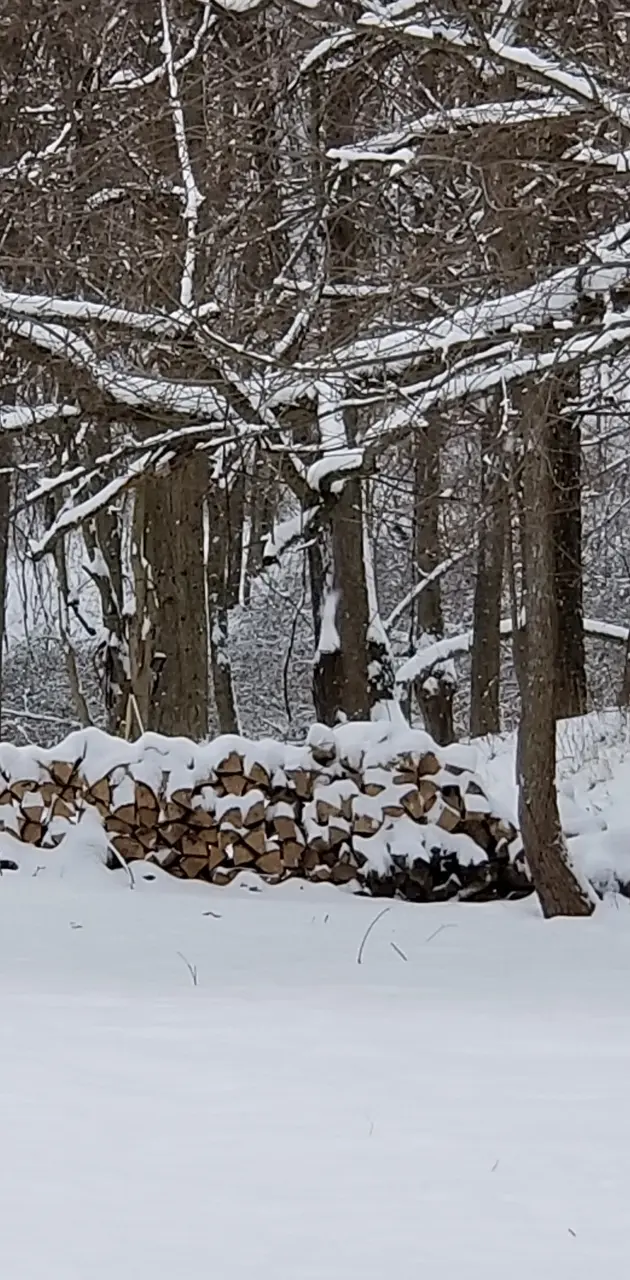 Winter in the woods