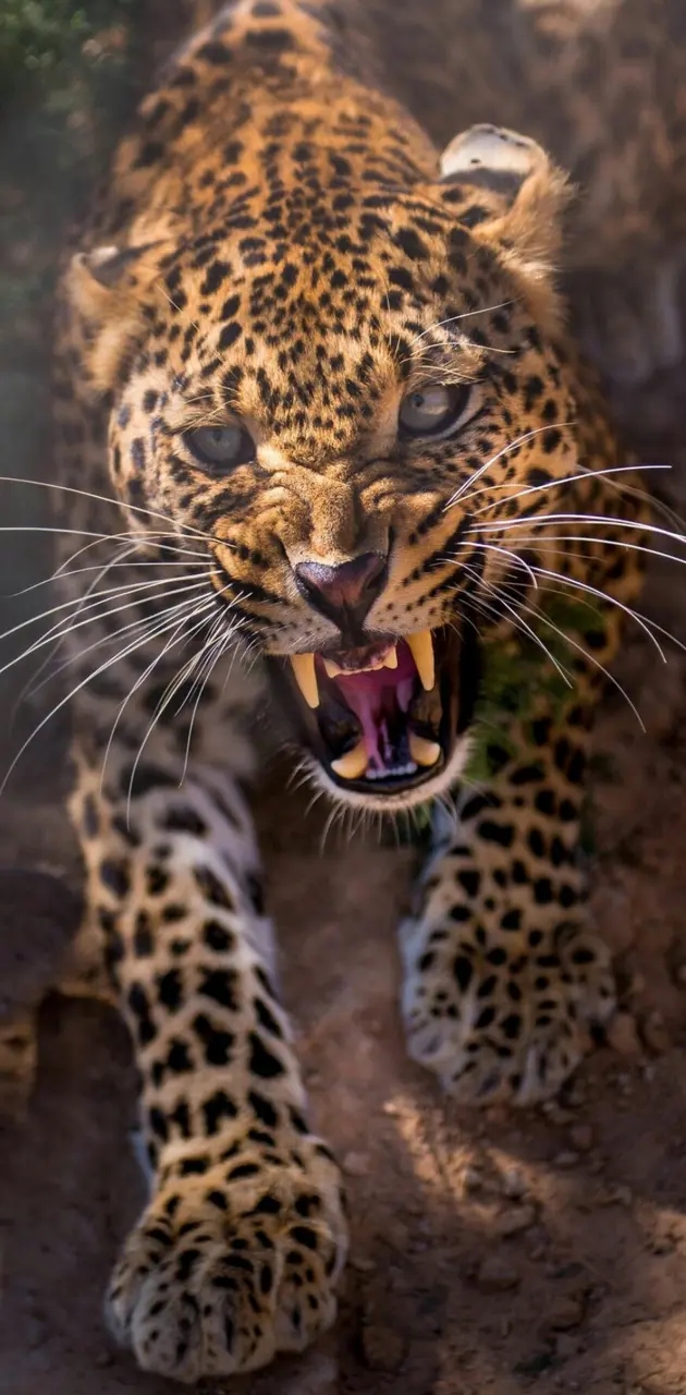 very mad jaguar