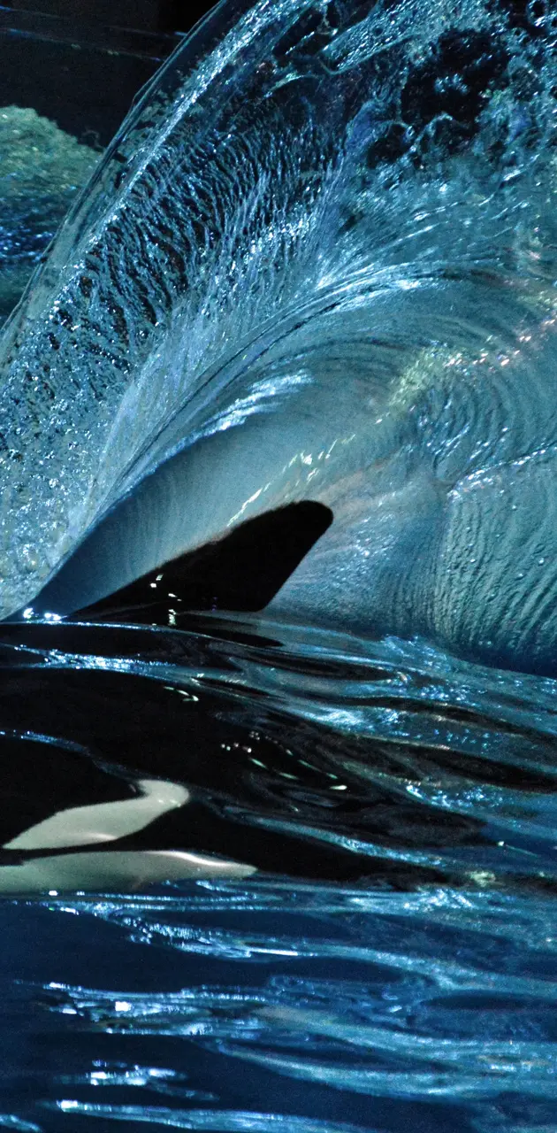 Orca wave