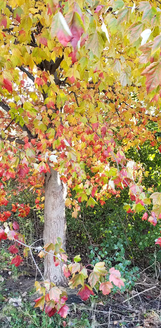 Fall tree 