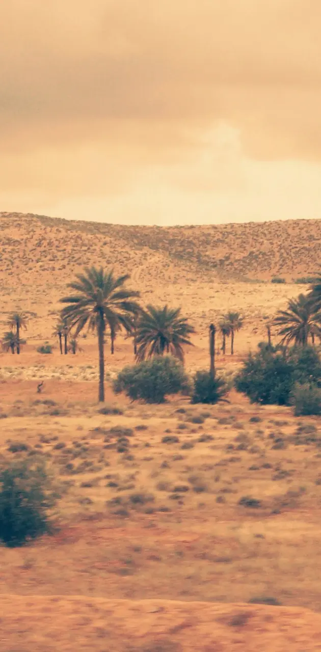 Sahara wilderness 