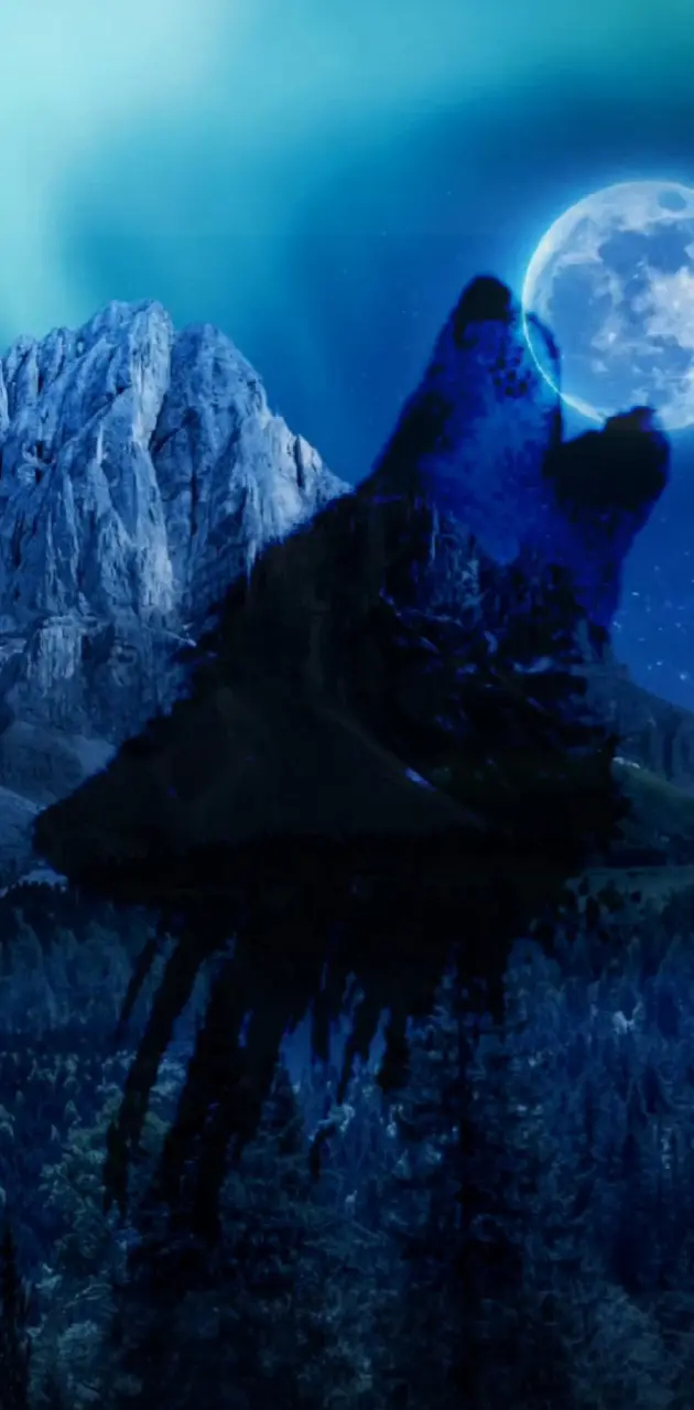 Blue mountain wolf