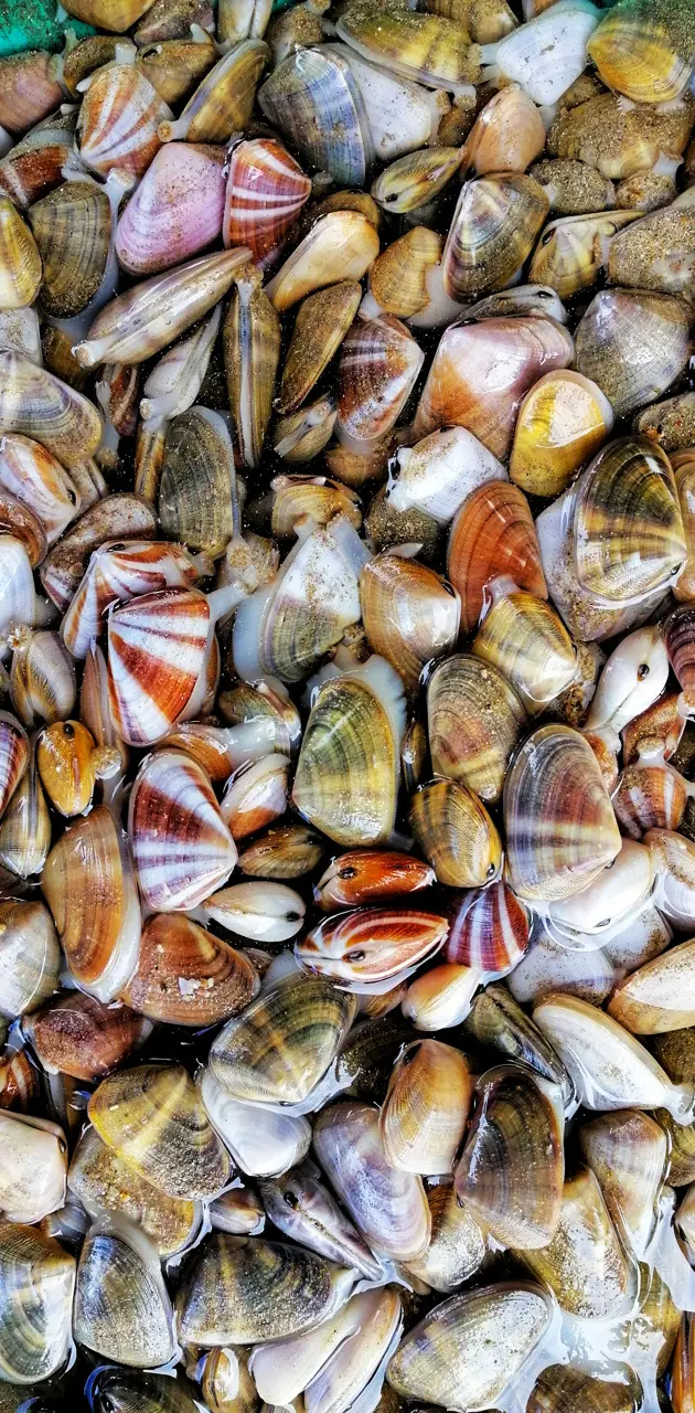 Oyster Shells 