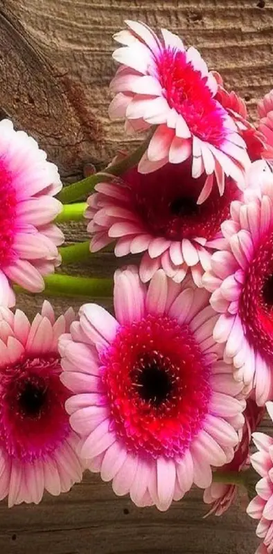 Pink Gerbera daisies