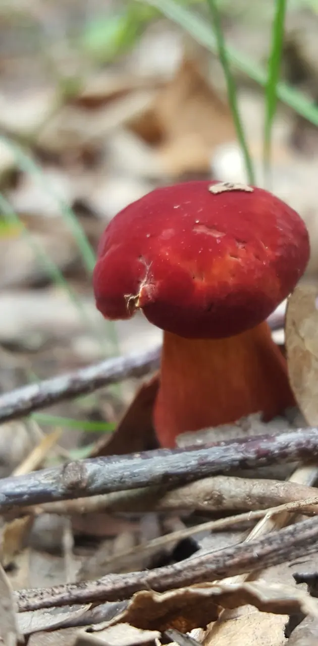 Little red mushroom