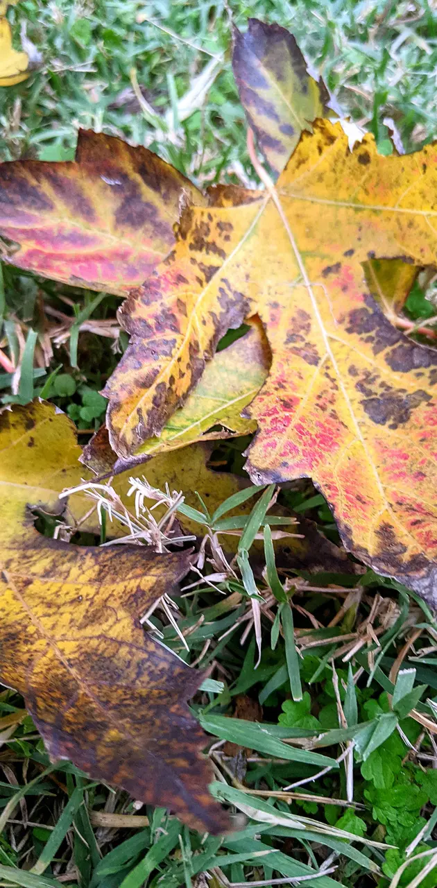 Yellow leaf in grass