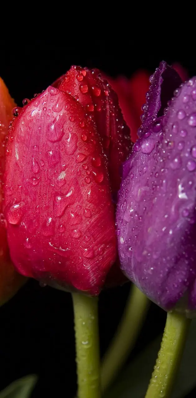 colorful tulip wallpaper by memoriesash - Download on ZEDGE™ | 69dd