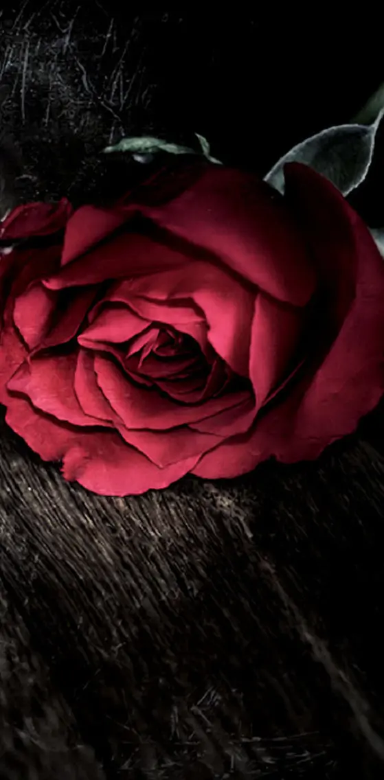 Rose In Dark