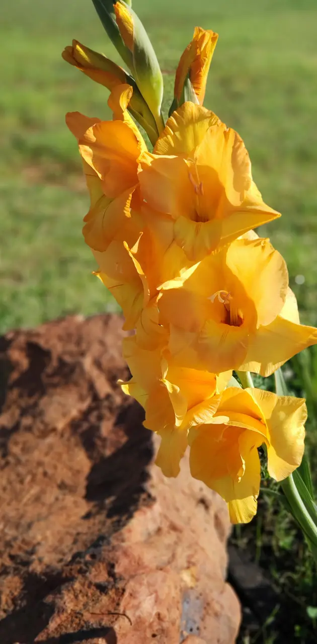 Sunny yellow flower