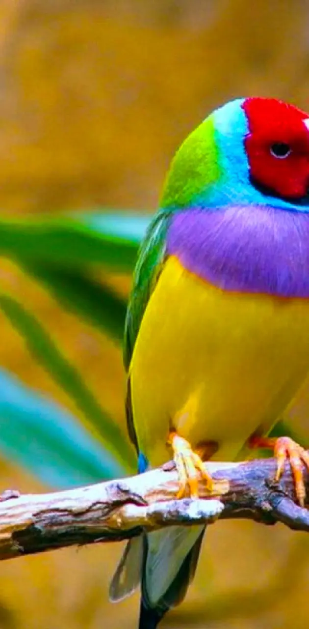 Beautiful  bird
