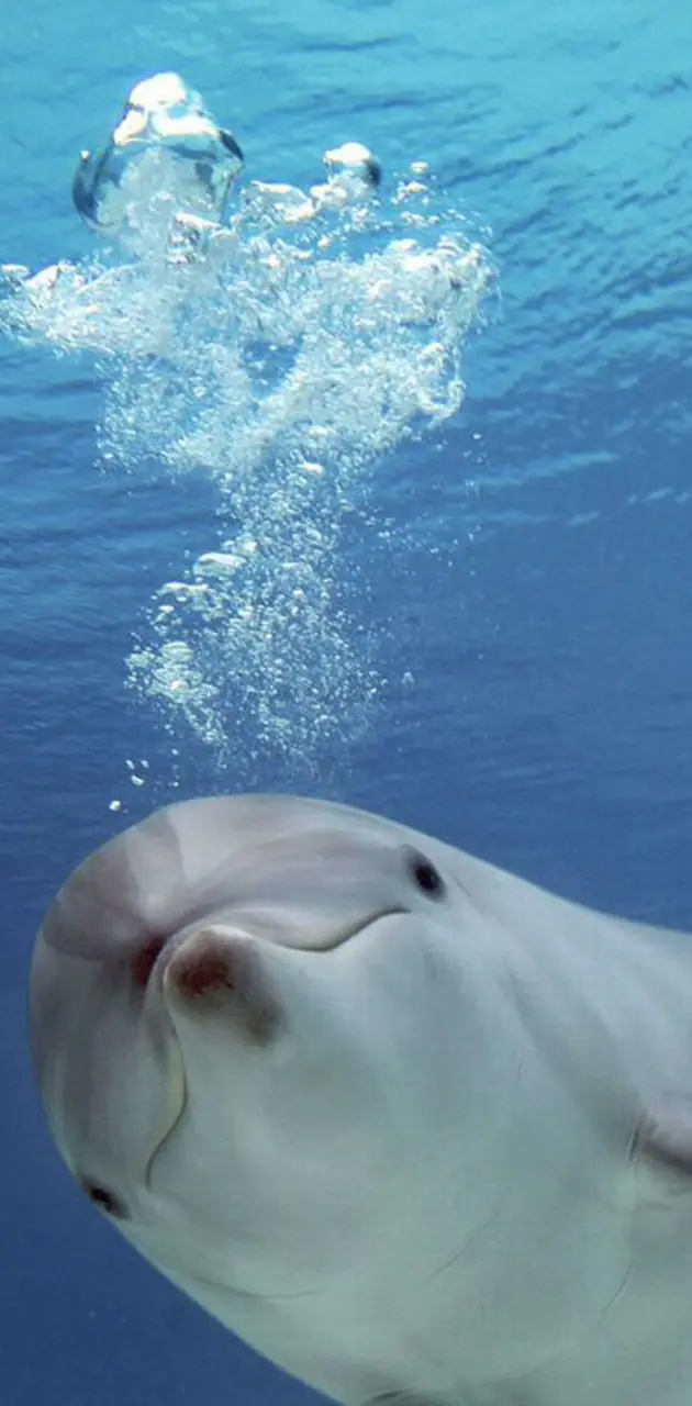  Dolphin