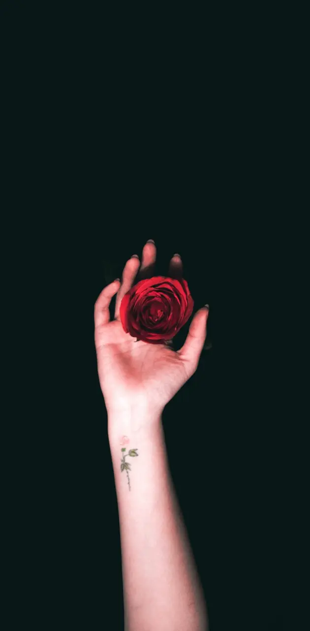 Rose in hand
