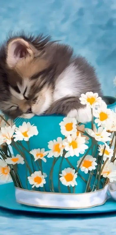 Cuddly Kitty