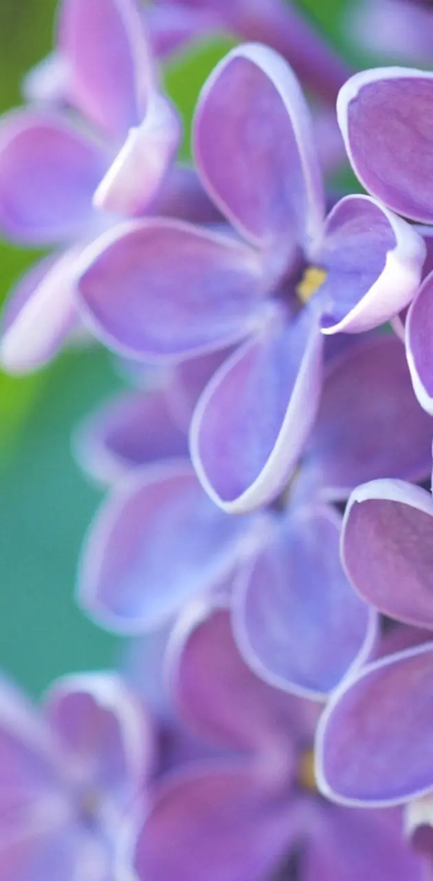 Purple petals