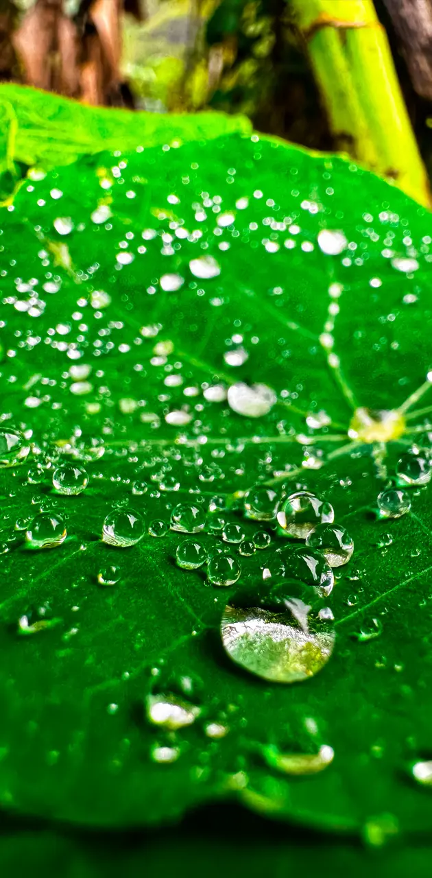 Green droplets 