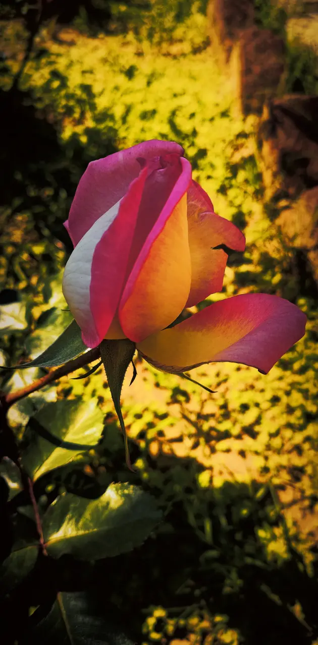 Rose with warm sunligh