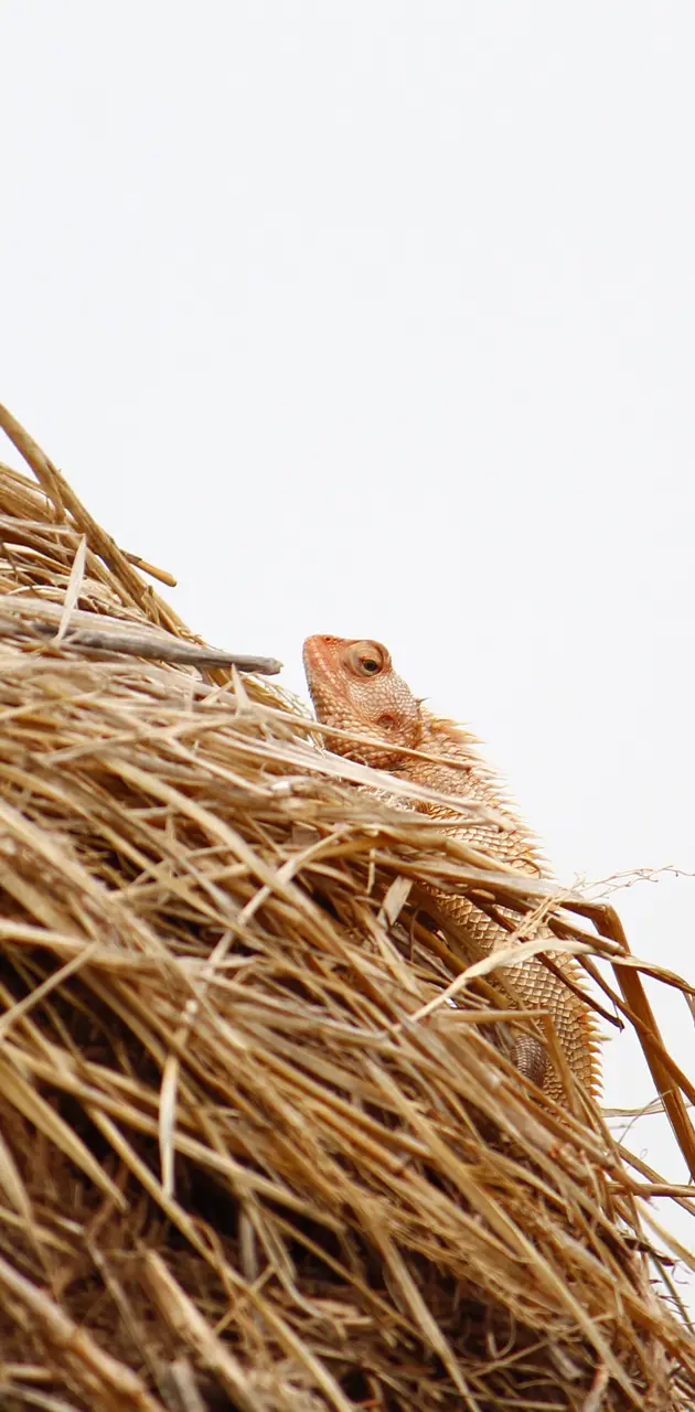 Indian Garde lizard