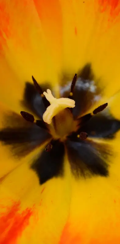 Flower Tulip 9