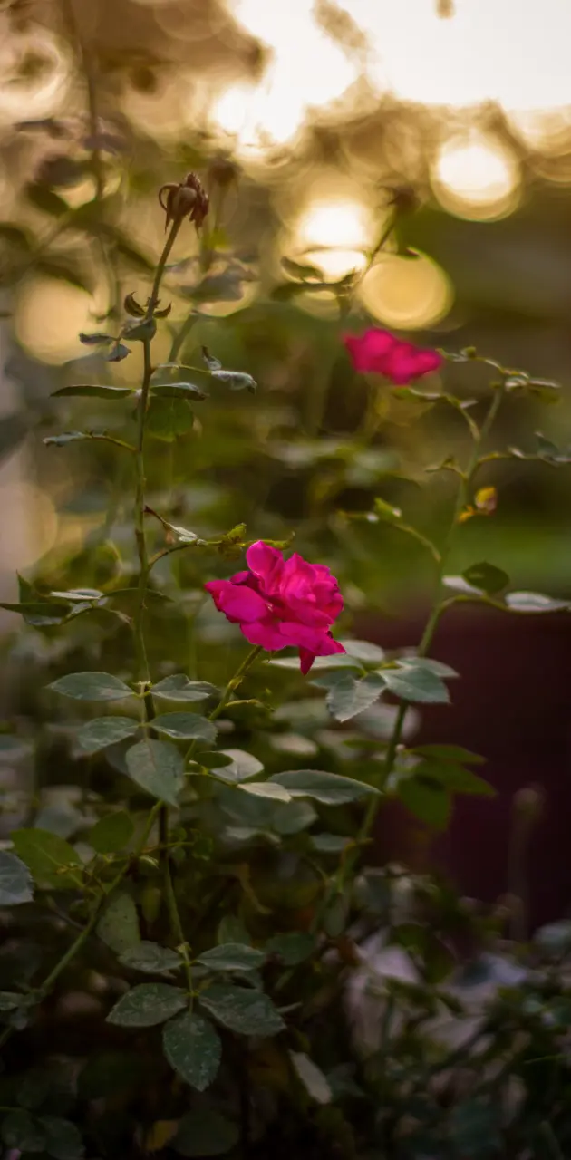 Rose Flower