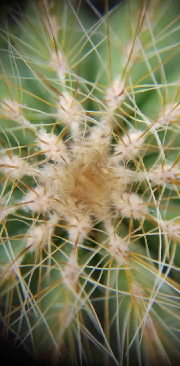 Noto Cactus