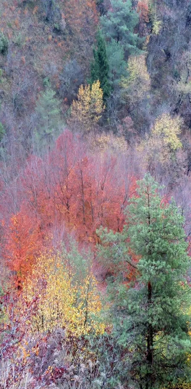 colors of forest