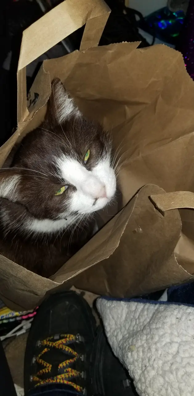 Bagged cat