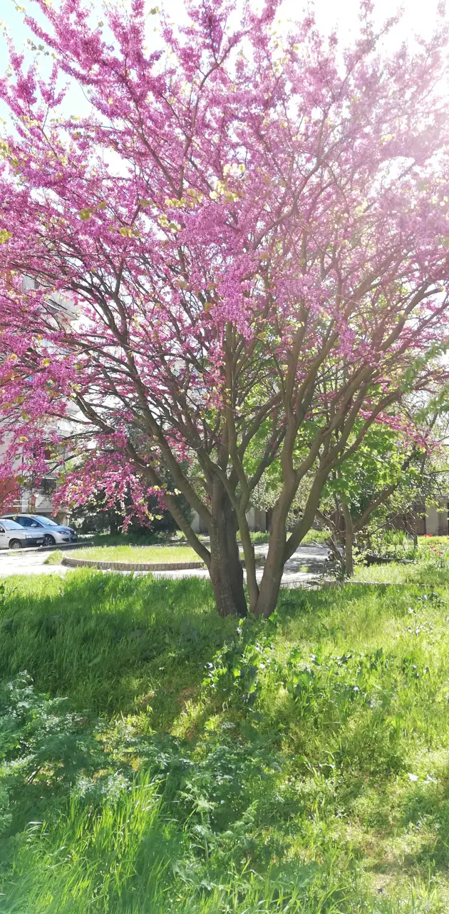 Lilac spring tree