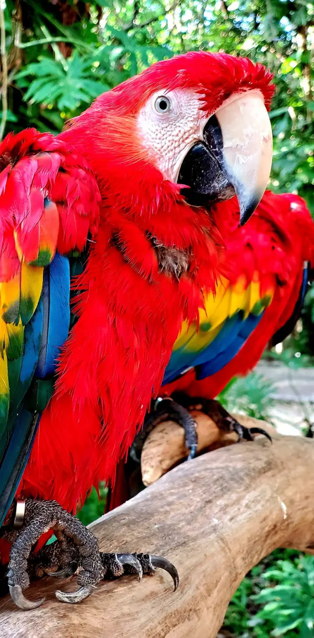 Mexican Parrot