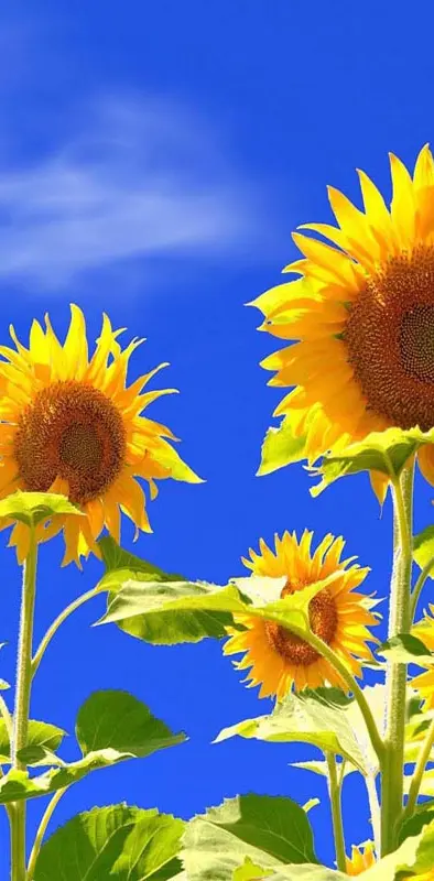 Field Sunflowers