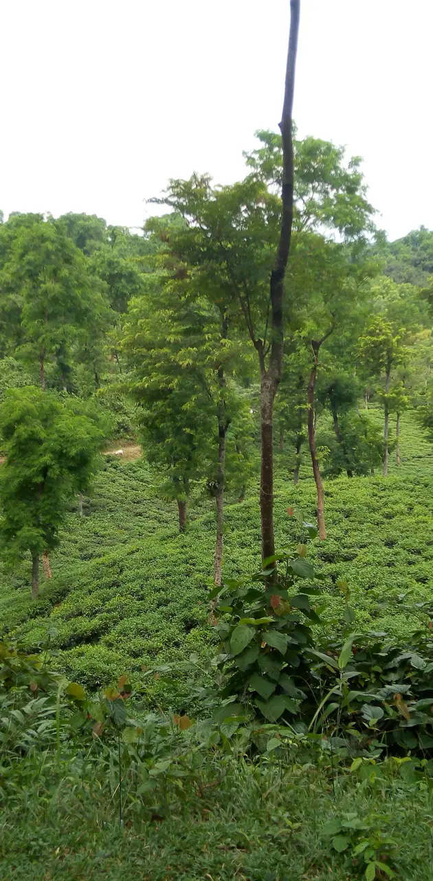 A Tea Garden