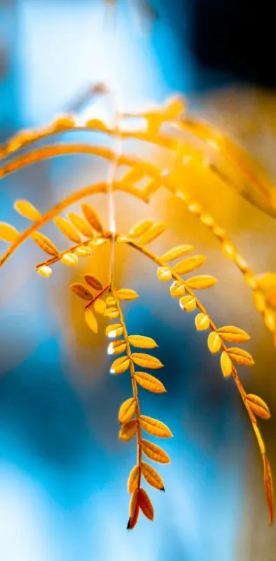 Golden Foliage