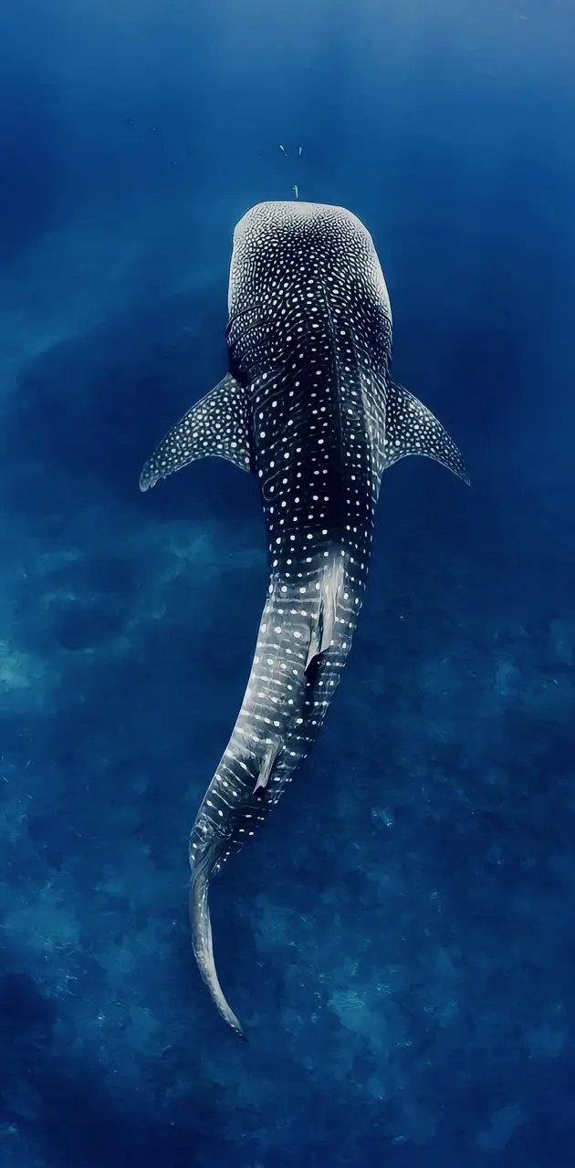 tiburón ballena 