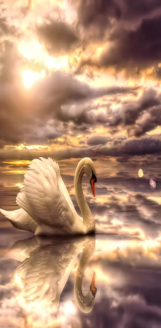 Beuatiful  Swan